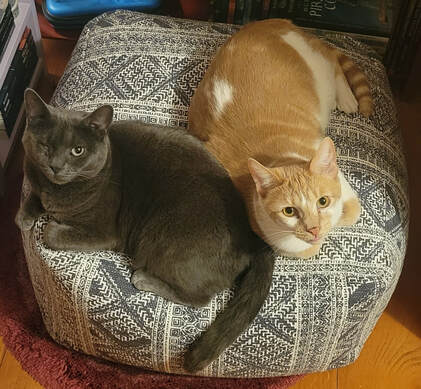 a one-eyed gray cat and an orange and white cat on a pillow